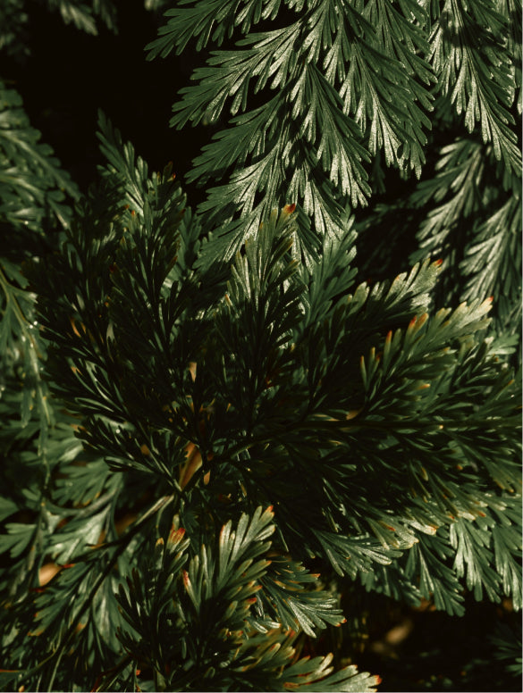 FORM hair and body wash, cedar and pine notes