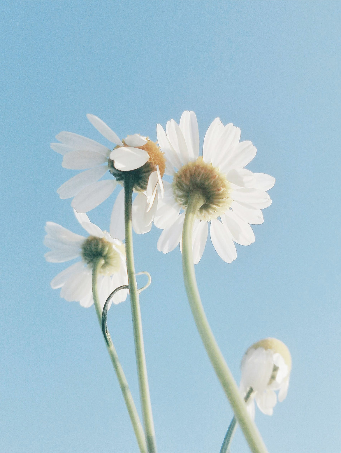 LUMINA oil-to-milk cleanser, chamomile flowers