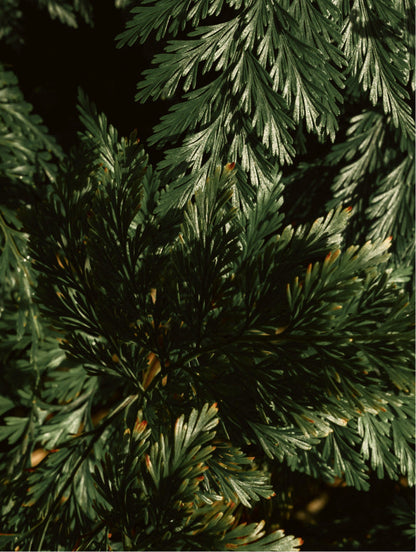 FORM hair and body wash, cedar and pine notes